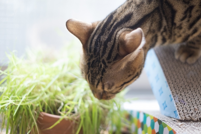とても簡単 猫草の水栽培での育て方とは ネコといっしょに